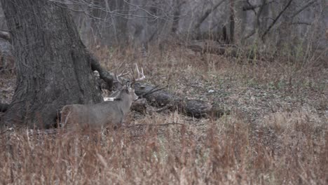 on a crisp autumn day, a large whitetail buck with impressive antlers walks quickly through the forest in search of a doe