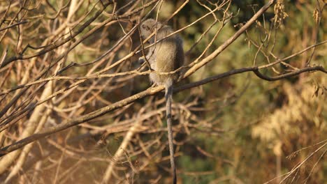 vervet monkey resting on a leafless branch, back view