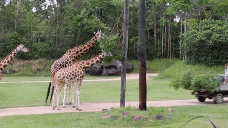 giraffes gather near a vehicle at zoo