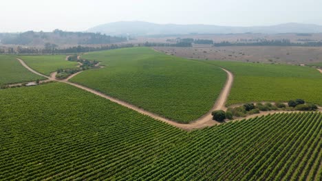 Upward-aerial-view-of-a-vineyard-on-a-sunny-day-with-the-mountainous-horizon-in-the-background