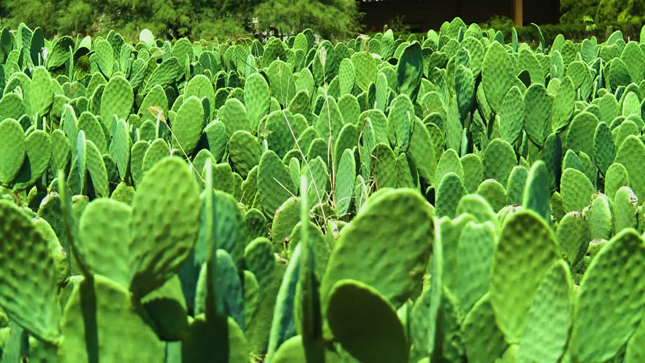 A Field of Prickly Pear Cacti