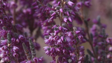 césped o lingue en flor a finales del verano