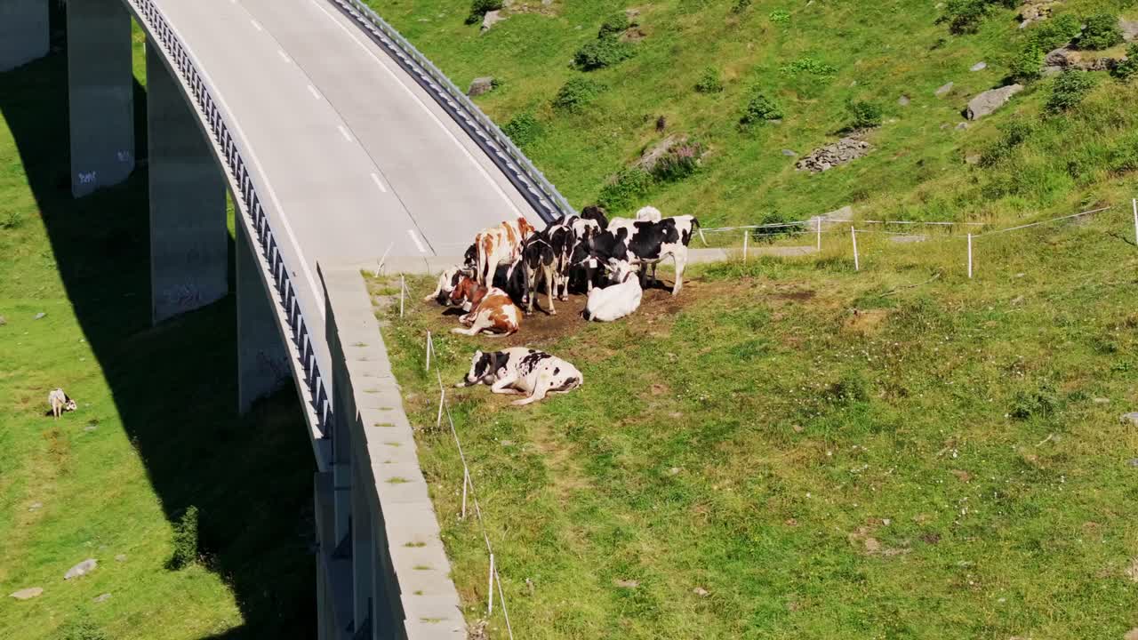 Cattle grazing near an alpine bridge in the heart of Swiss Alps, Gotthard Pass