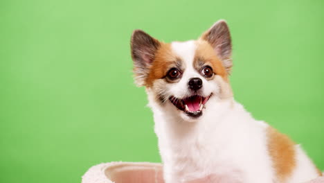 Miniaturfawn-Und-Weißer-Hund-In-Nahaufnahme,-Amüsant-Und-Lebhaft-Aussehend,-Während-Er-Auf-Einem-Rosafarbenen-Teppich-Aus-Stoff-Vor-Grünem-Hintergrund-Ruht