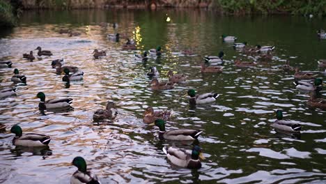 Seeoberfläche-Voller-Schwimmender-Enten