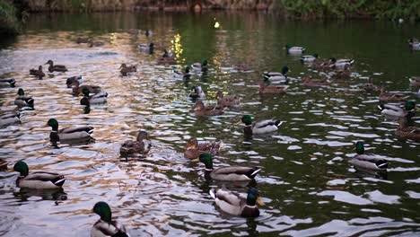 la superficie del lago está llena de patos nadadores.