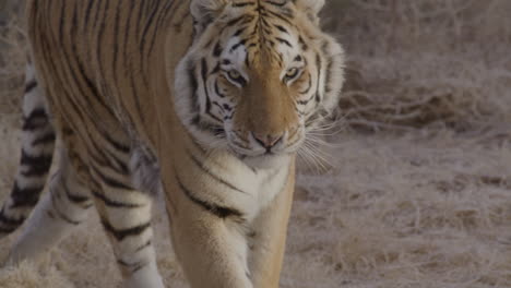 tiger licking his lips slow motion