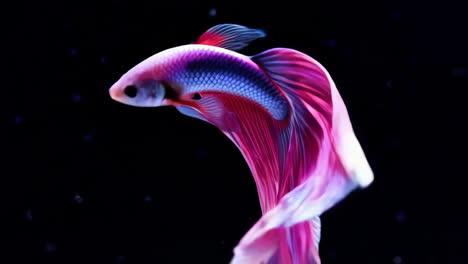 vibrant pink and purple betta fish swimming in dark water