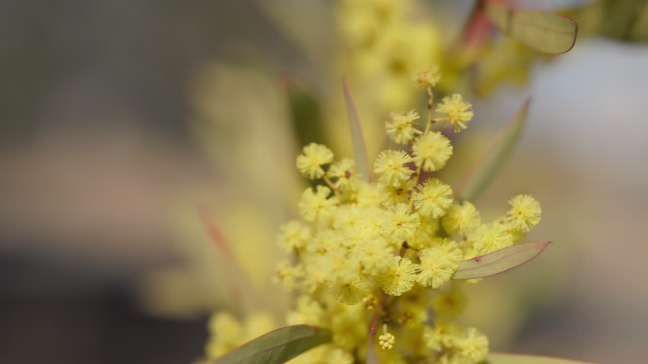 Detailed slow-motion macro of golden wattle flowers moving softly in the breeze