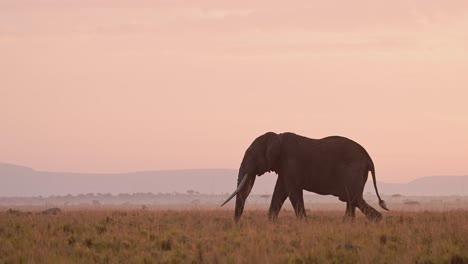 Zeitlupe-Der-Afrikanischen-Tierwelt-Von-Elefanten-Bei-Sonnenuntergang-In-Der-Maasai-Mara,-Afrikanische-Safaritiere-Im-Wunderschönen-Orangefarbenen-Sonnenaufgangshimmel-In-Der-Savannenlandschaft,-Große-Stoßzähne,-Großes-Männchen,-Das-Langsam-Geht,-Maasai-Mara