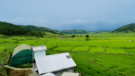 green paddy fields with mountain background and cloudy sky at morning