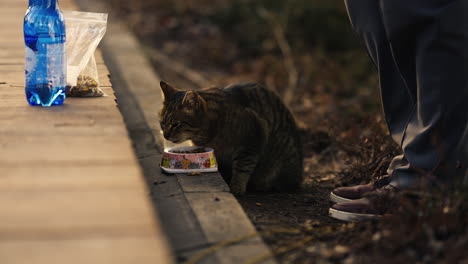 slow motion shot of a cat eating food from its bowl at the side of the park