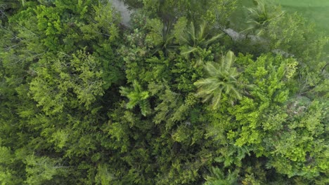 tropical jungle. aerial drone view of palm trees forest. birds whistle.