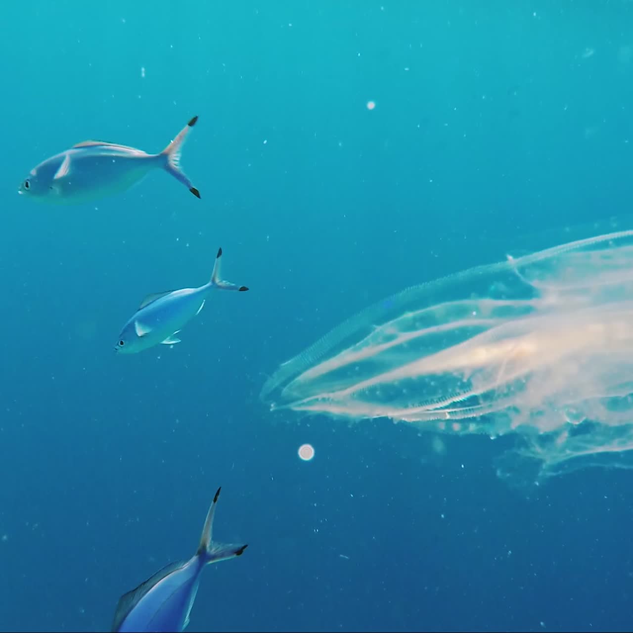 바다의 생물 발광 1