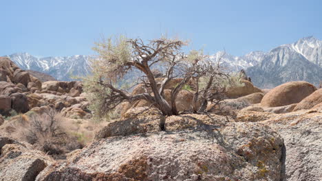 small, twisted juniper like tree in alabama hills, california blowing in wind