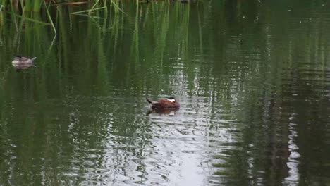 ducks resting in a lake in xochimilco, mexico city in the morning