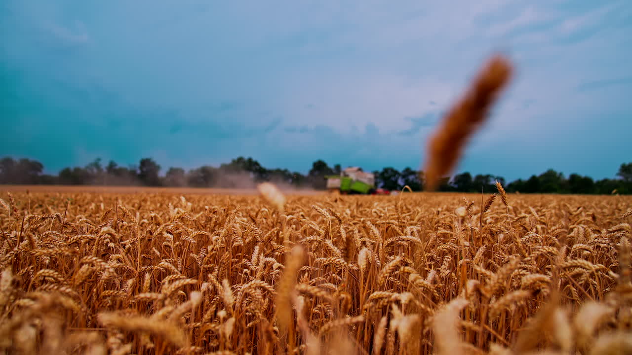 Golden wheat ears on field in summer. Dry spikelets on the background of combine harvester gathering crop. Agronomy and harvesting concept. Close-up.