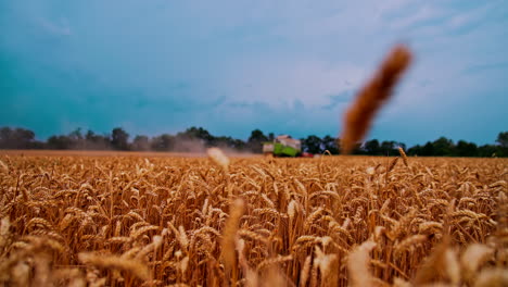 golden wheat ears on field in summer. dry spikelets on the background of combine harvester gathering crop. agronomy and harvesting concept. close-up.