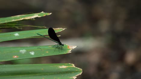 Ebenholz-Juwelenjungfer-Kaut-An-Beute-Auf-Palmetto-Palme-Und-Fliegt-Dann-Weg,-Florida,-4k-60p