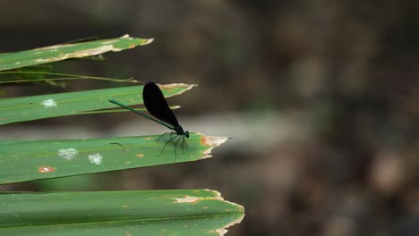 에보니 글링 (ebony jewelwing) 은 팔메토 (palmetto) 에서 먹이를 어서 날아가며 플로리다 4k 60p.