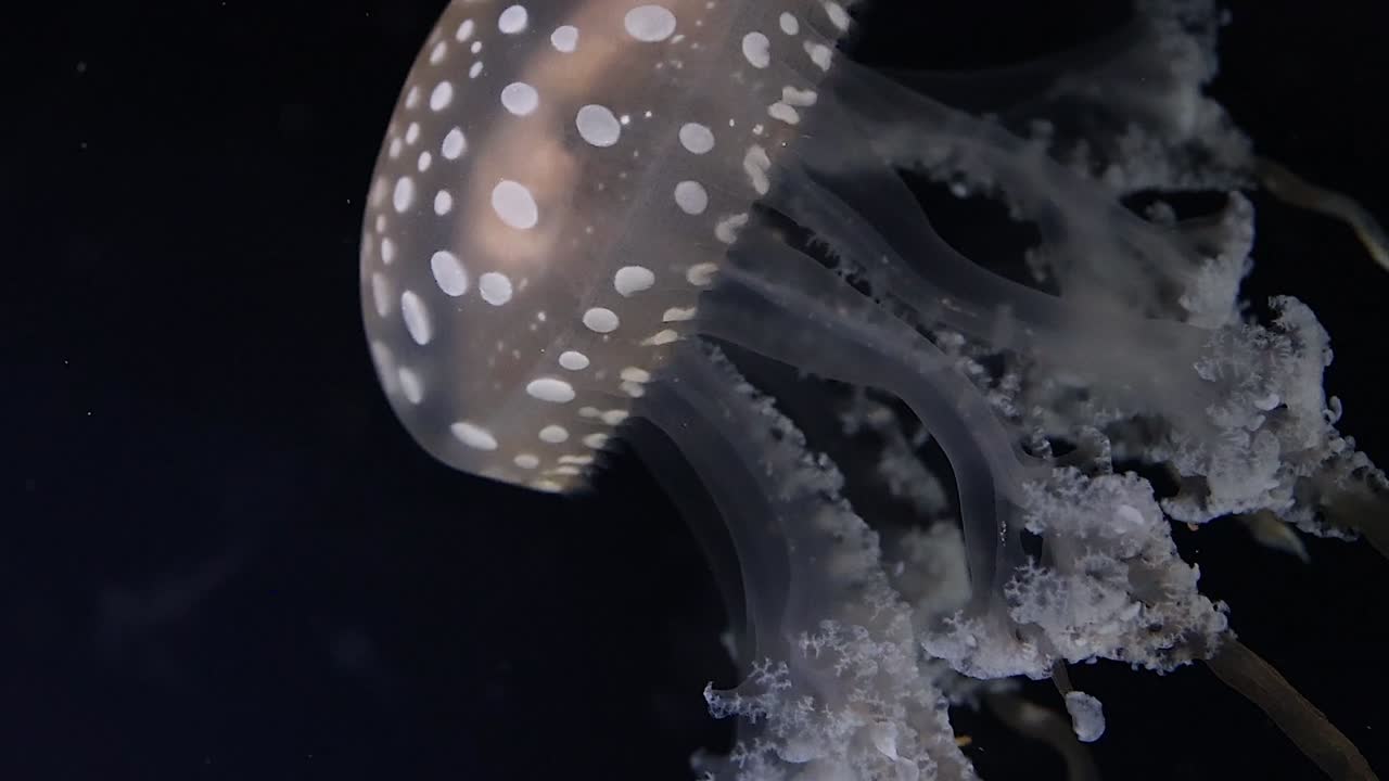 A close-up view of a spotted jellyfish gracefully moving through dark ocean waters, showcasing its translucent bell and tentacles.