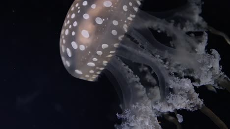 a close-up view of a spotted jellyfish gracefully moving through dark ocean waters, showcasing its translucent bell and tentacles.