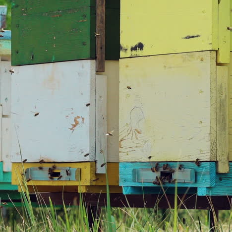 honey bees swarming and flying around their beehive. an apiary in the summer. agriculture. slow motion