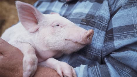 a kind farmer holds a sleeping pig in his arms. a man in a straw hat near the hay barn