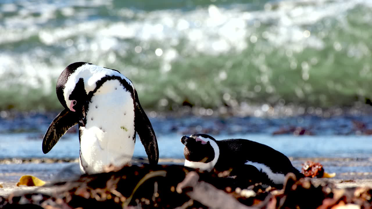 el pingüino del cabo en una rampa de hormigón limpia sus plumas con las olas que se rompen detrás