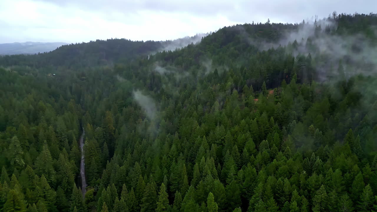 Nuvole di vapore che si innalzano sopra fitti alberi di foresta sempreverde umida e collinare