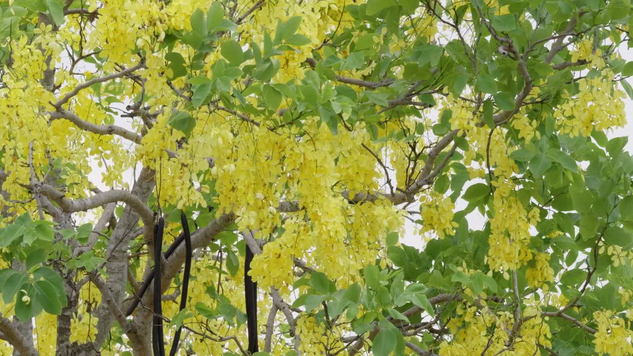 Vibrant yellow blossom display nature park outdoor close-up floral beauty