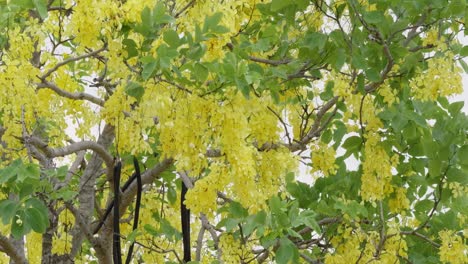 vibrant yellow blossom display nature park outdoor close-up floral beauty