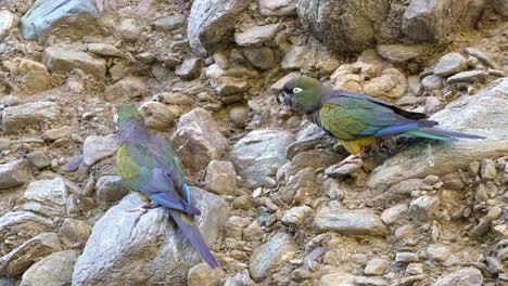 a pair of blue-crowned parakeets on a cliff, natural habitat