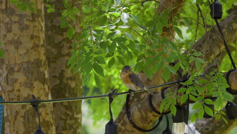 Eastern bluebird female sitting on a string of unlit decorative lights