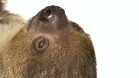 Close-up-sloth-on-white-background-macro-mammal