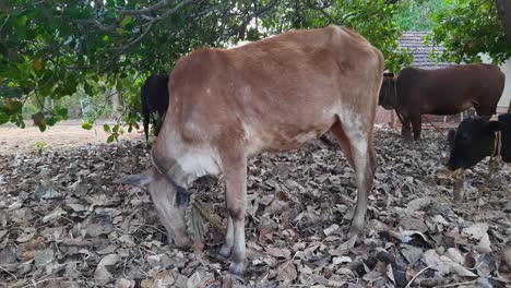 toma estática de vacas debajo de un árbol comiendo entre hojas secas