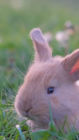 close-up of a cute little rabbit in green grass