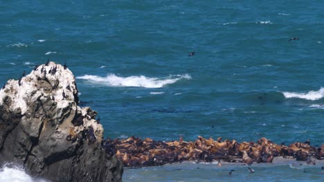 a large group of sea lions off the coast of oregon crowd onto a small island