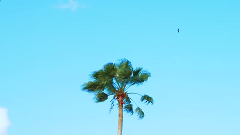 águila volando alto por encima de la palmera fuera del marco en un día ventoso, cámara lenta