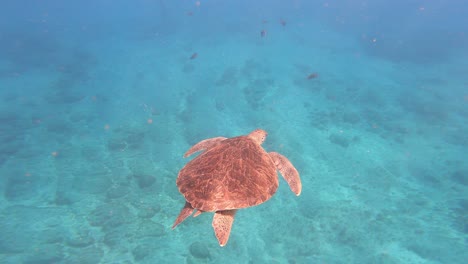 swimming loggerhead sea turtle species on cape verde islands, west africa