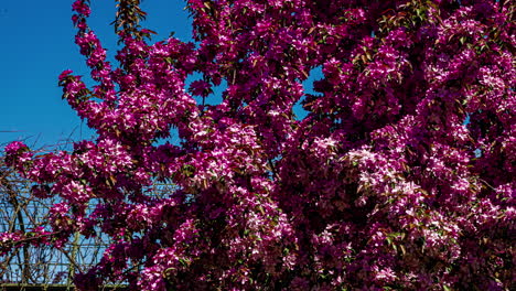 Impresionante-Toma-De-Lapso-De-Tiempo-De-Flores-De-Cerezo-En-El-Viento-Con-Un-Cielo-Azul-Claro