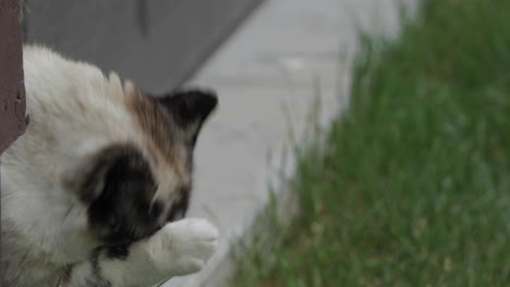 Cute-cat-licks-its-paw-and-washes-face