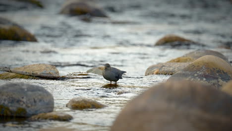 american dipper wadding around the shallow waters of a river looking for food among the rocks - fixed slow motion shot