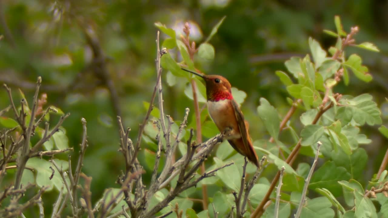 나뭇가지에 있는 수컷 루푸스 벌새