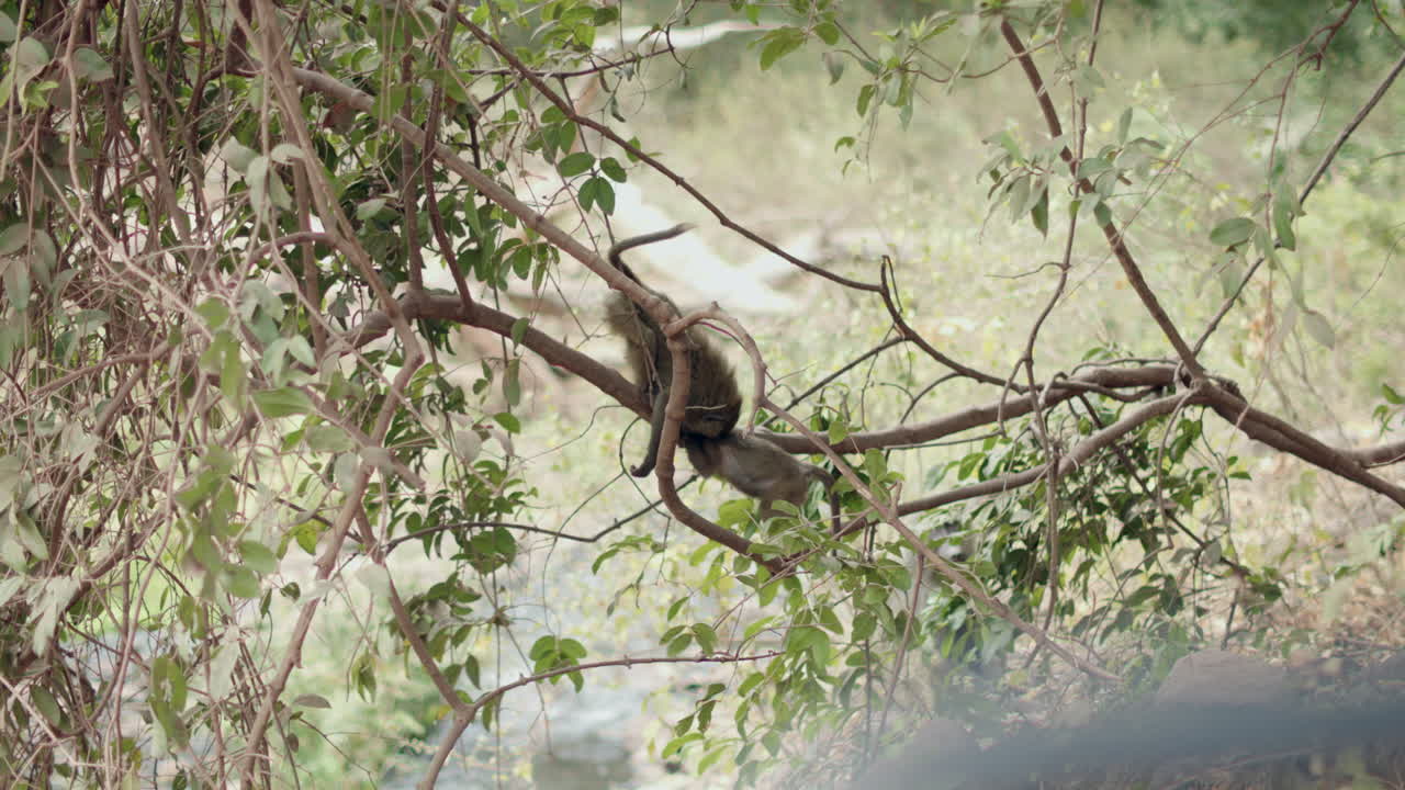 una madre mona baja para ver cómo están sus dos crías