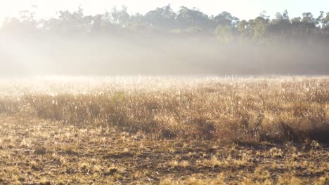 misty morning across australian farmland