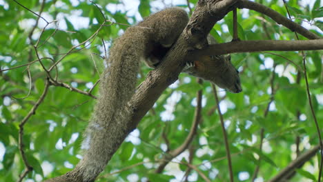 ardilla de árbol de vientre rojo descansando en la rama del árbol - mirando hacia abajo a la cámara alertado - vista de primer plano
