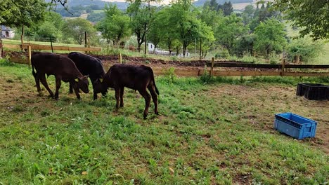 three playing eight weeks young black calves on a meadow