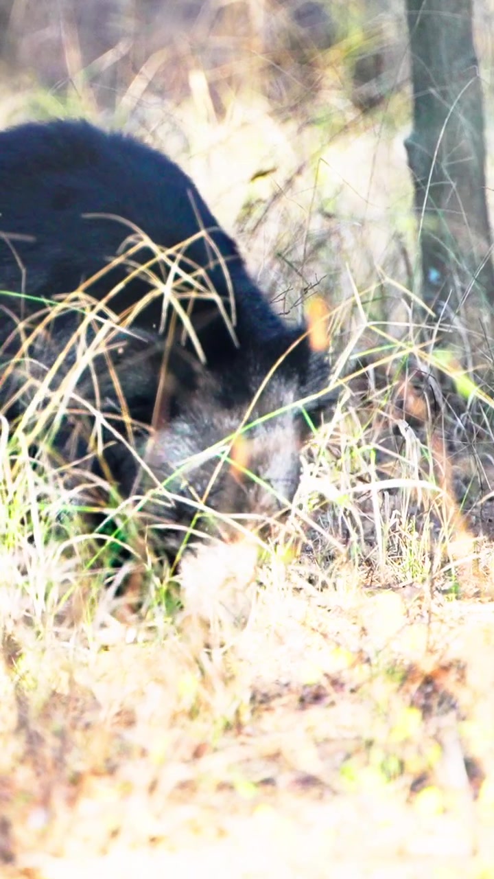 Un'inquadratura cinematografica di un orso labiato indiano selvatico che cerca cibo tra erba alta e alberi nel suo habitat naturale, mostrando un autentico comportamento della fauna selvatica
