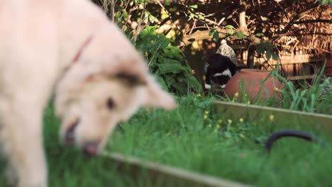 black cat and white dog in the garden together - focus pull reveal